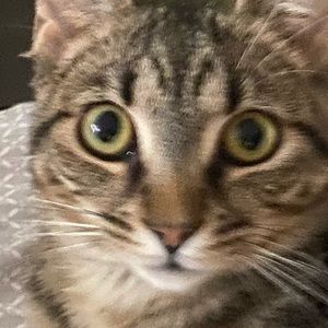 Meet your Posher, Colemam